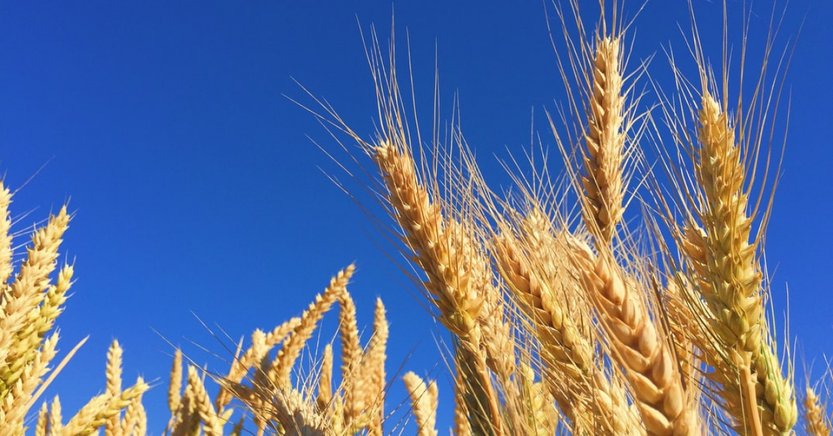 Proprietarii Maria Trading vor să cumpere producătorul de cereale din Constanța Agrirom