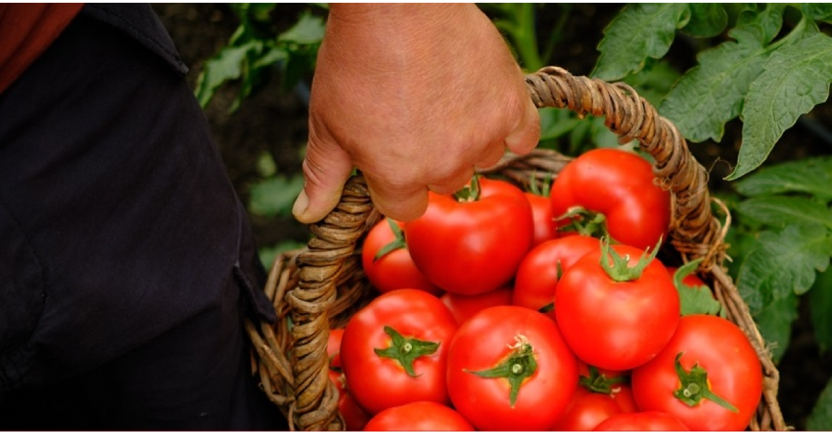 Mega Image a colectat 15.300 de tone de legume și 6.000 tone de fructe de la producătorii locali, prin programul „Gusturi românești de la gospodari”