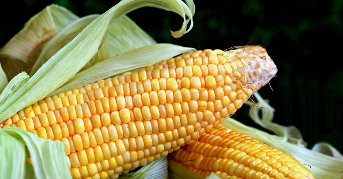 Vești bune pentru fermieri: Advanta Seeds creează un porumb hibrid nou