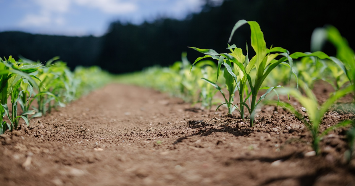 Empowering Women in Agrifood: 10 antreprenoare au fost acceptate în ediția a doua a programului