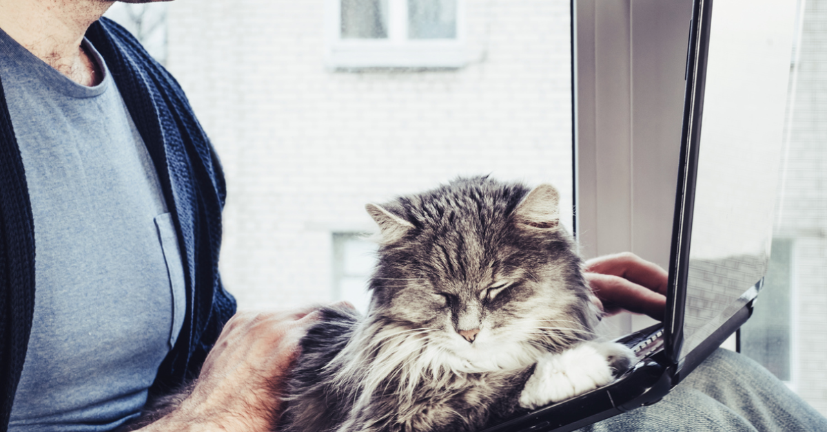 PetVet - Farmacie veterinara online cu tot ce ai nevoie