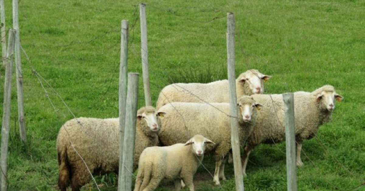 ANSVSA intensifică verificările înainte de Paști: La ce să fim atenți când cumpărăm ouă, lactate și carne de miel 