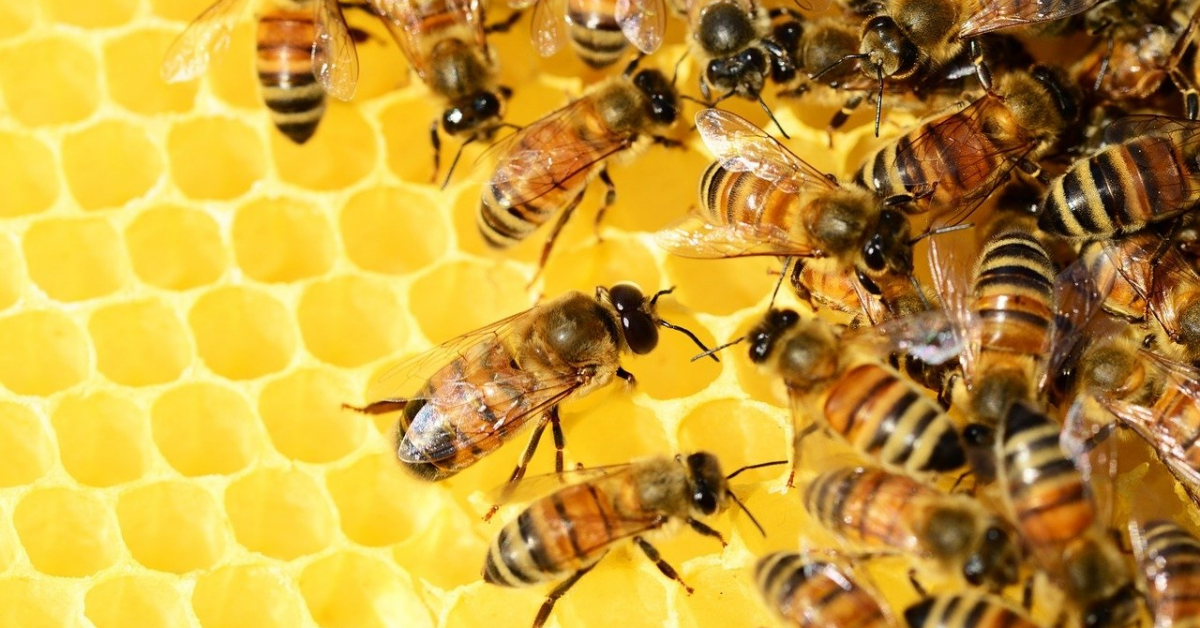 Aplicația românească de management apicol Apiary Book țintește investiții de 150.000 de euro prin SeedBlink