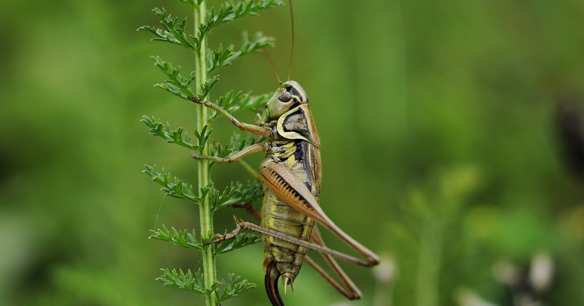 Greierul de casă devine a treia insectă autorizată ca aliment în Uniunea Europeană