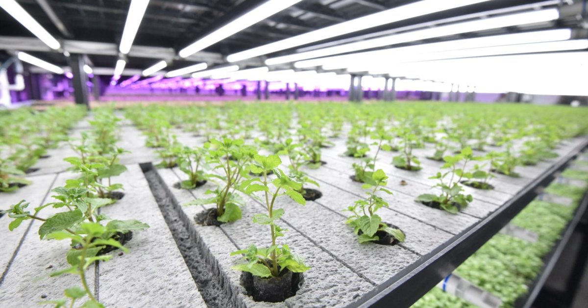 Prima seră verticală din România, inaugurată de Kaufland și Ultragreens la Ploiești. Urmează Turda