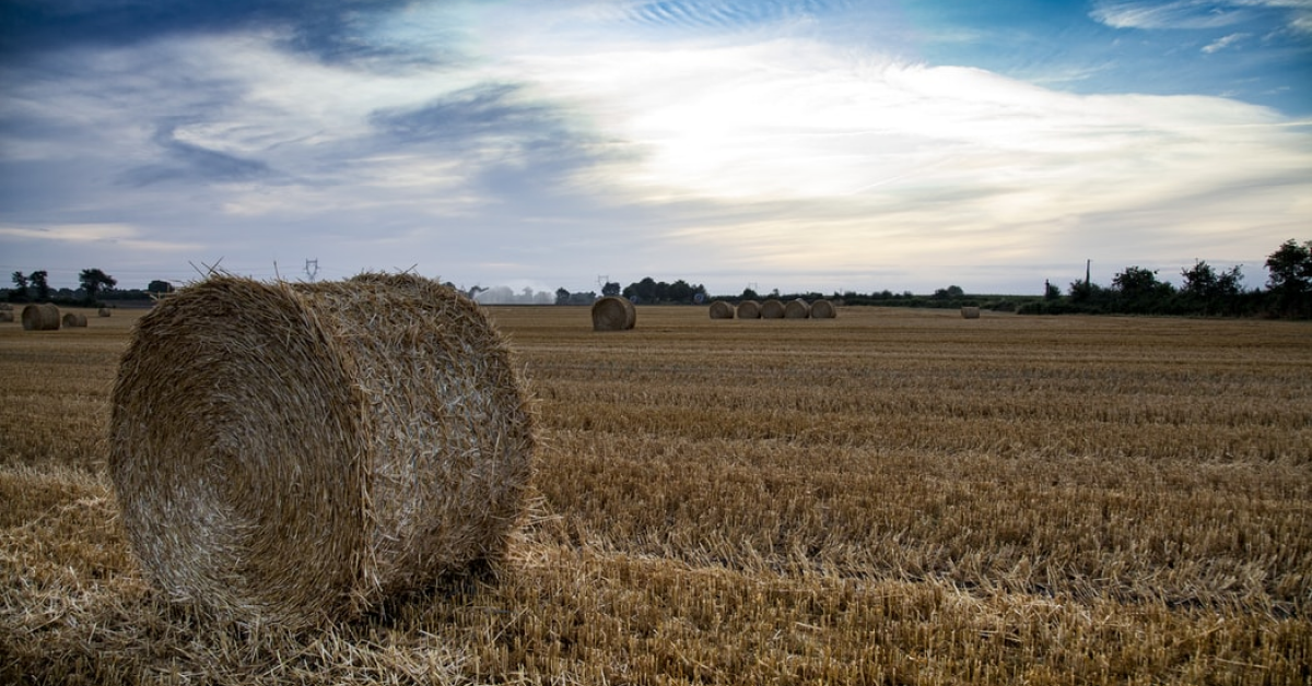 Autoritatea Europeană pentru Siguranța Alimentelor extinde campania #StopASF în alte nouă țări