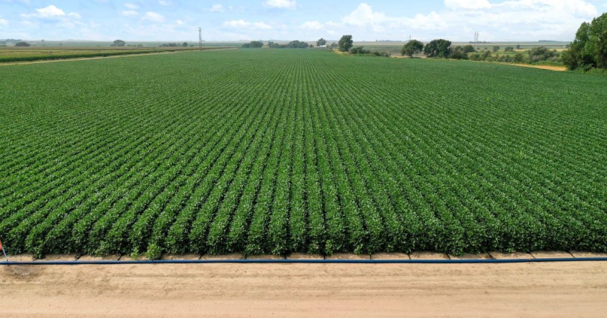PepsiCo pune la bătaie 30 de milioane de dolari pentru 40 de proiecte agricole până în 2028