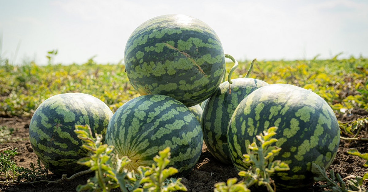 Freshful by eMAG: una din patru comenzi livrate în luna august conține și pepeni