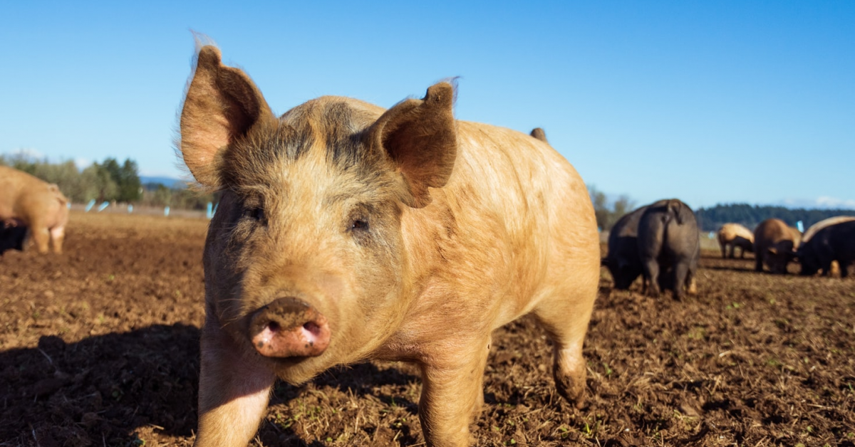 Prețul cărnii de porc se va majora cu până la 20% în apropierea Crăciunului, iar furajele vor costa cu 20-25% mai mult comparativ cu anul trecut