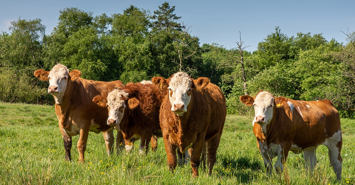 Danish Crown reduce capacitatea de abatorizare, din cauza lipsei animalelor