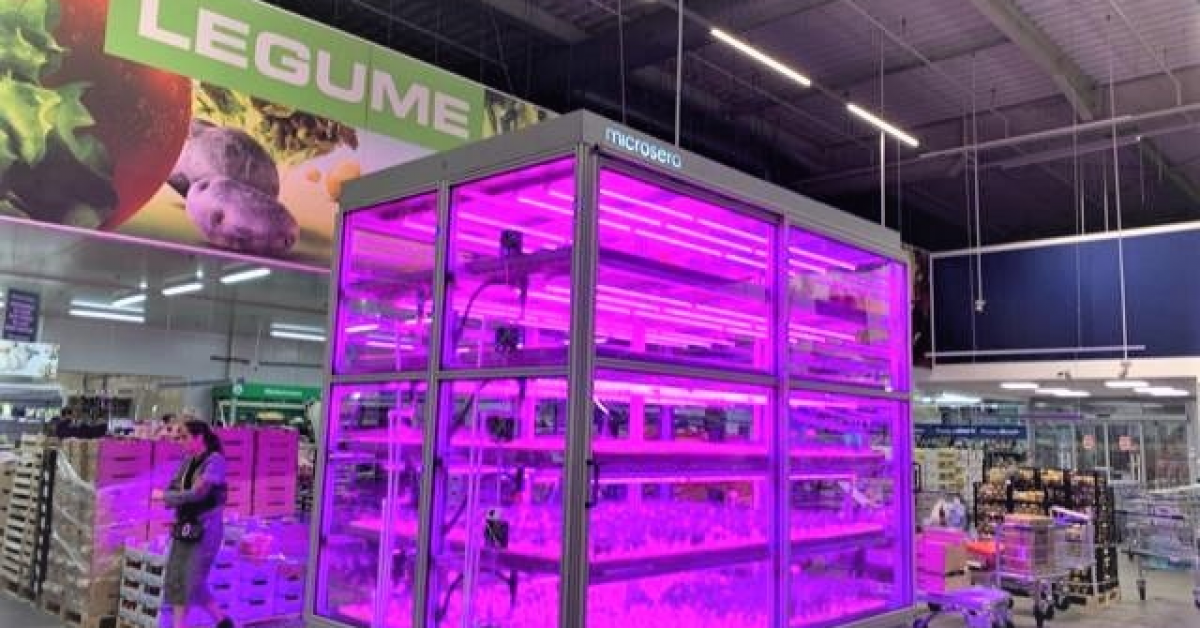 Retailerul Metro creste plante aromantice in-store, care ajung direct la raft