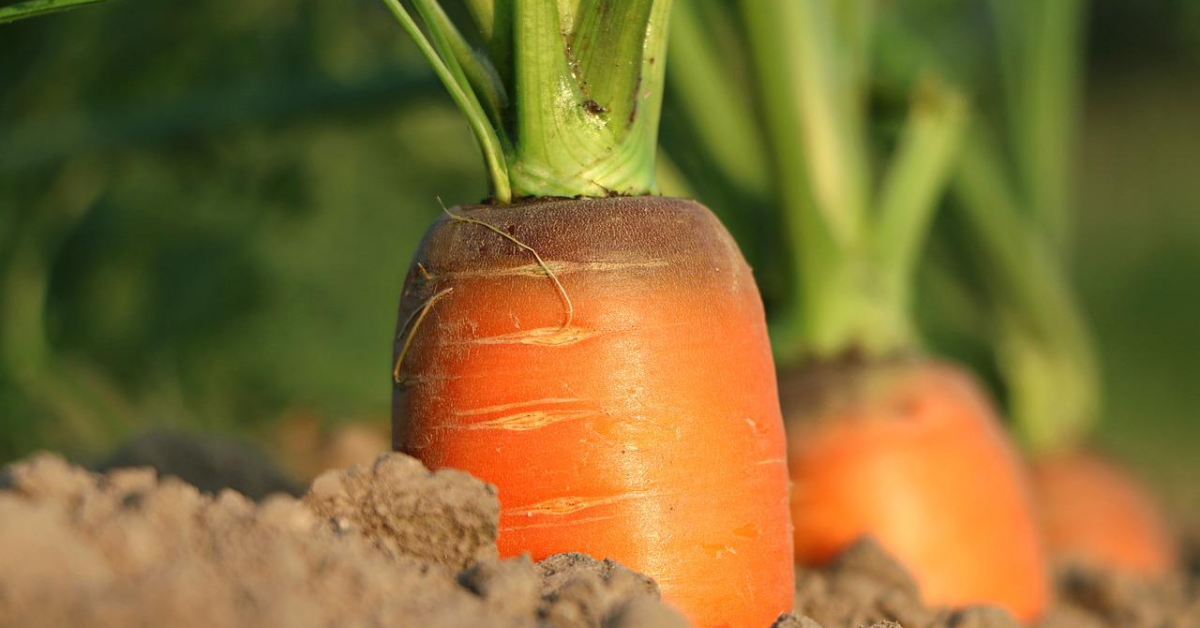Noi ajutoare financiare pentru producătorii agricoli din sectorul vegetal