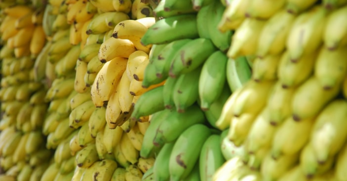Compagnie Fruitière, principalul producător de banane din Africa-Caraibe-Pacific, se extinde în România