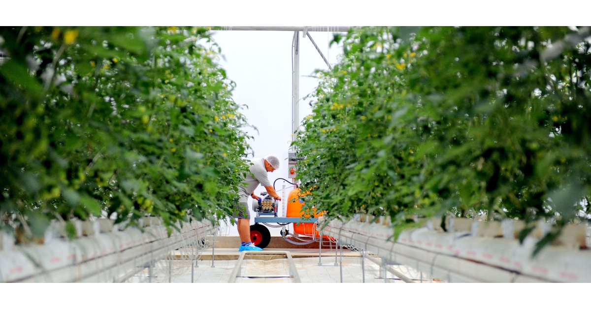 Pierderi de 70 milioane euro pentru producătorii de fructe și legume din Marea Britanie