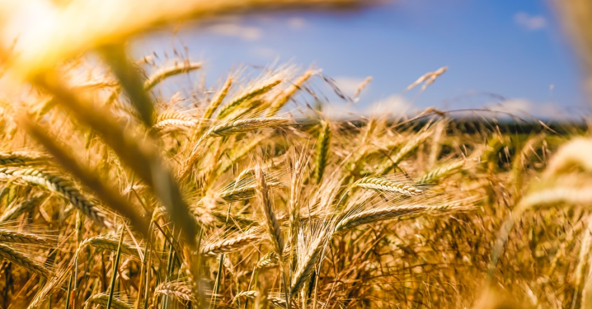 România a înregistrat cea mai mare scădere a producției agricole din UE, ajungând pe locul 7