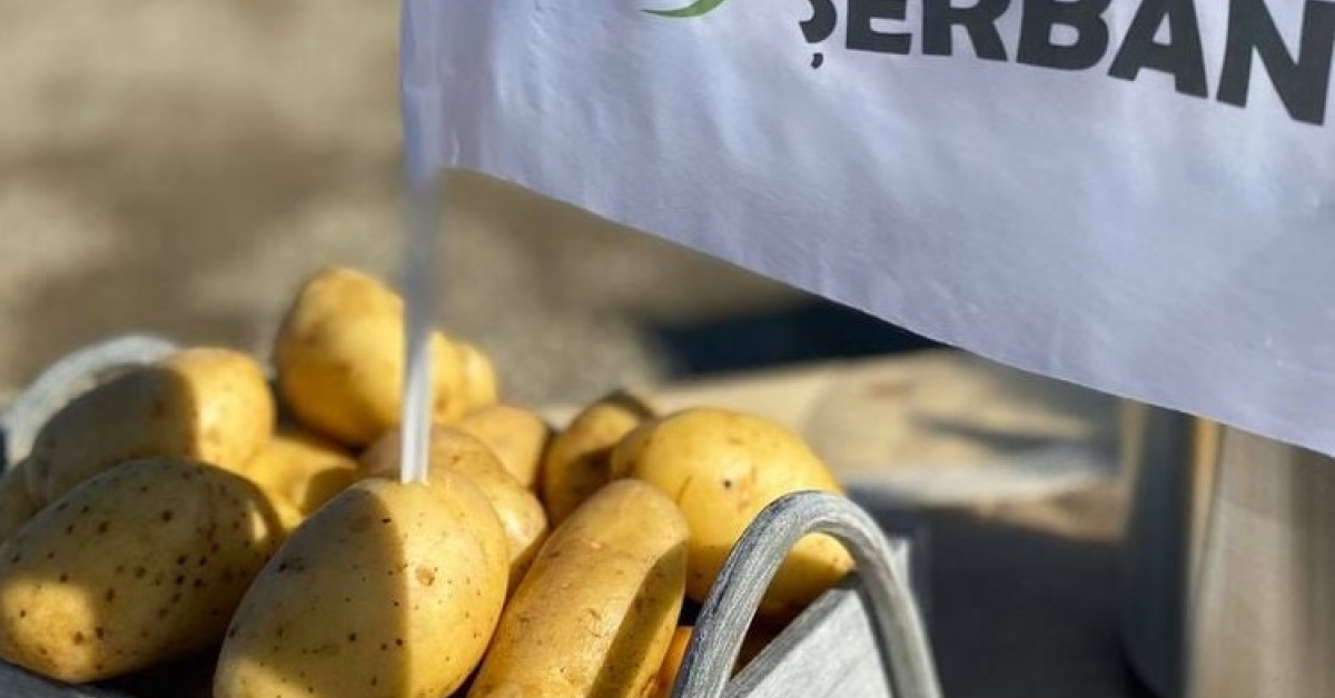 Grup Șerban Holding va livra cartofi pentru chipsuri către PepsiCo al treilea an consecutiv