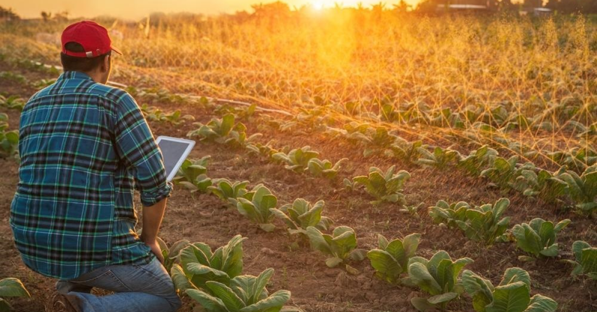 Cum să alegi aplicația potrivită pentru managementul culturilor tale agricole?