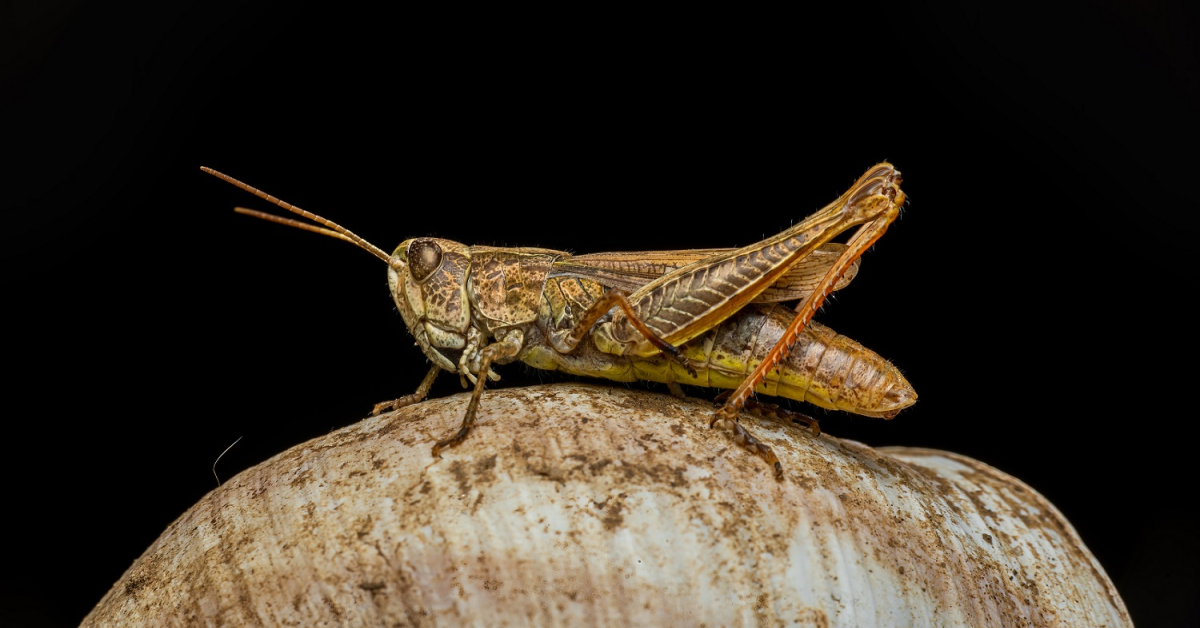 Lăcusta călătoare, a doua insectă autorizată de Comisia Europeană ca ingredient alimentar în Uniunea Europeană
