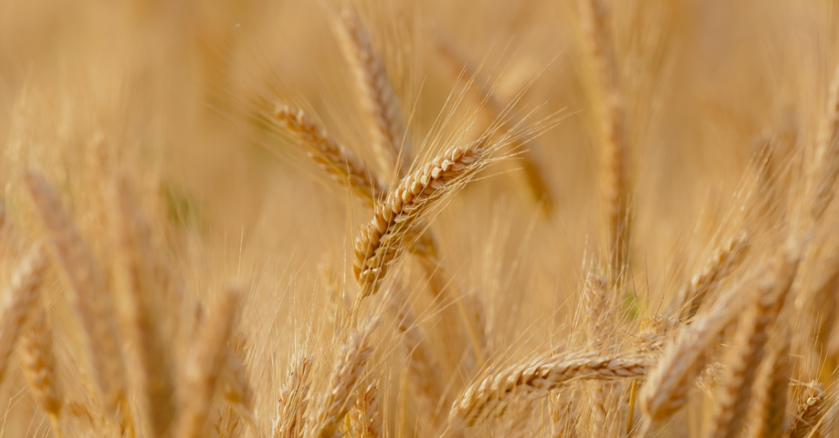 Decizii dificile în agricultură: prețurile alimentelor în creștere