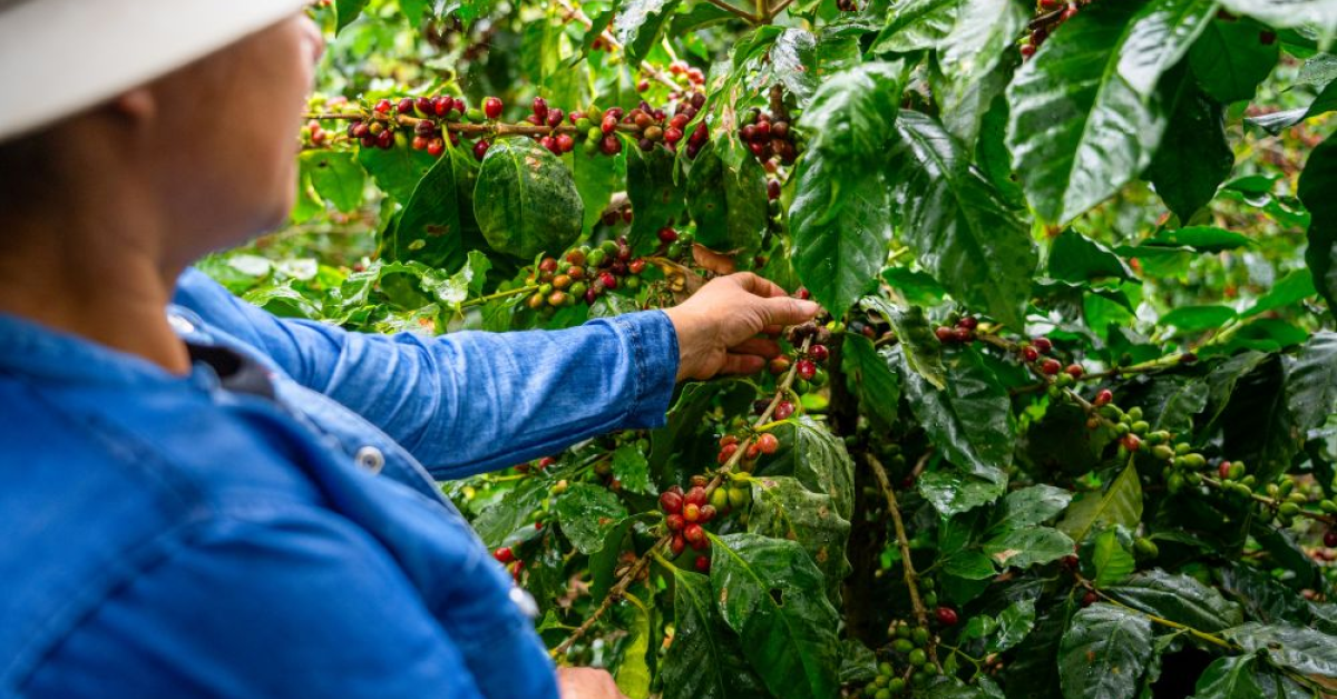 La Reserva de ¡Tierra! Selection, un nou blend de cafea de la Lavazza