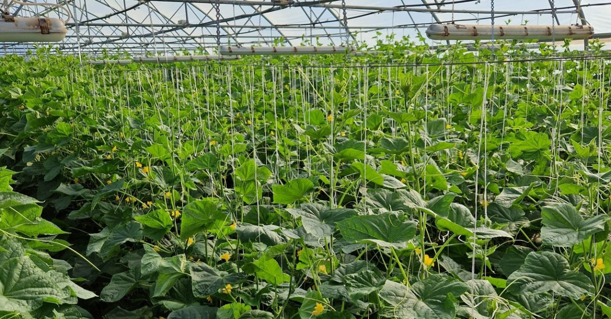 Agrosel înfiinţează o companie prin care va vinde semințe premium prin brandul Hektar