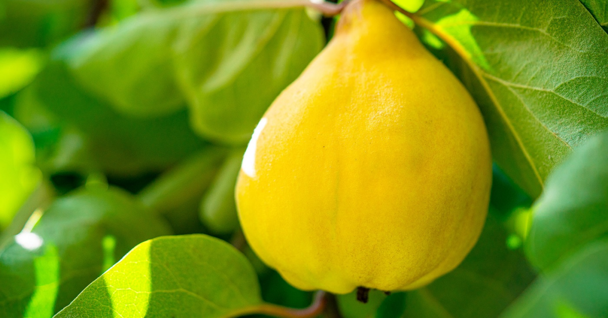 Freshful by eMAG: Românii mănâncă tot mai sănătos. Câți bani au scos din buzunar pentru fructe și legume