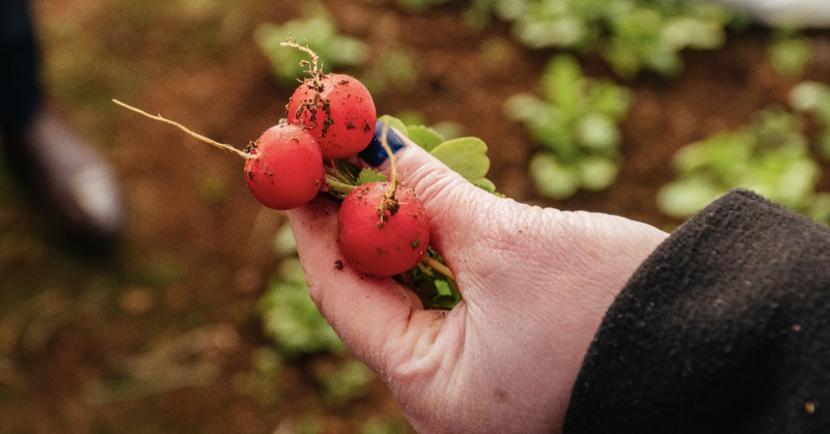 Cooperativa Țara Mea estimează că producția de legume românești crește cu 40% în acest an