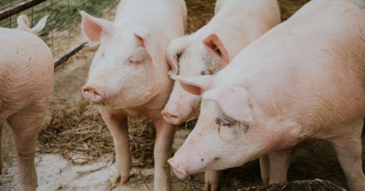 Cât costă carnea de porc în 2023: prețurile de la producători, dar și din magazine și piețe alimentare