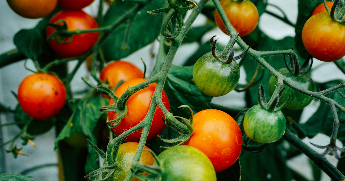 Comisia Europeană propune reducerea cu 50% a utilizării pesticidelor chimice până în 2030