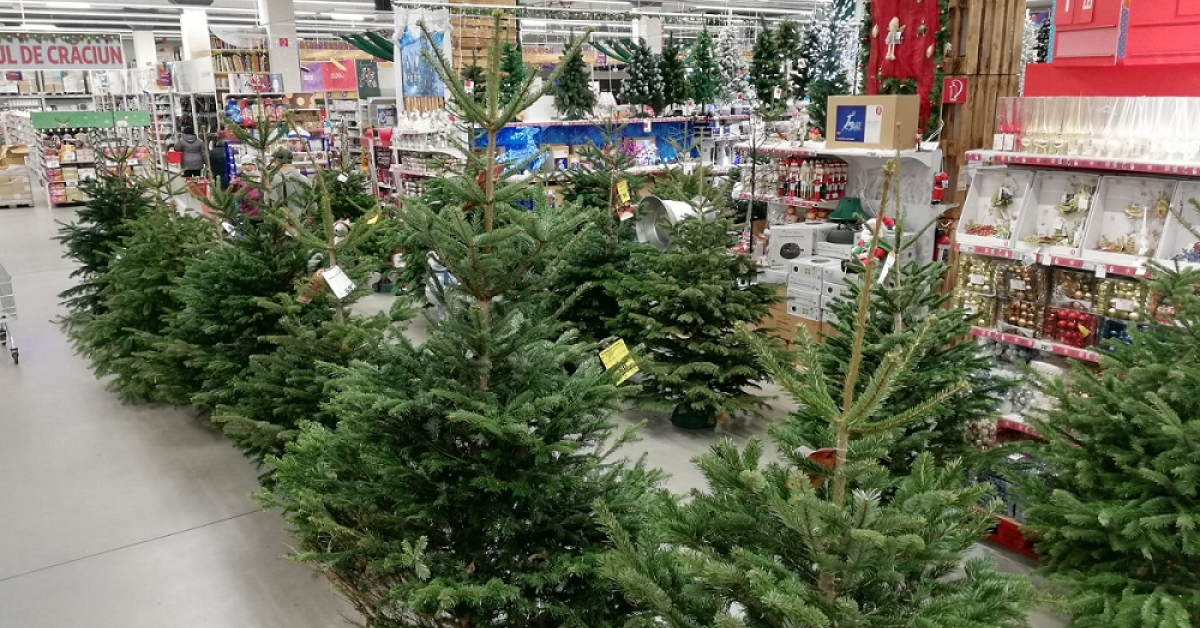 Auchan România organizează târguri de brazi naturali și o campanie de colectare și reciclare a acestora