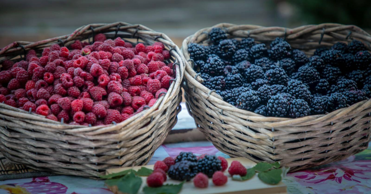 Producătorul de fructe de pădure Continental Berries își deschide fabrică, un parc recreativ și unitate de cazare în Retezat