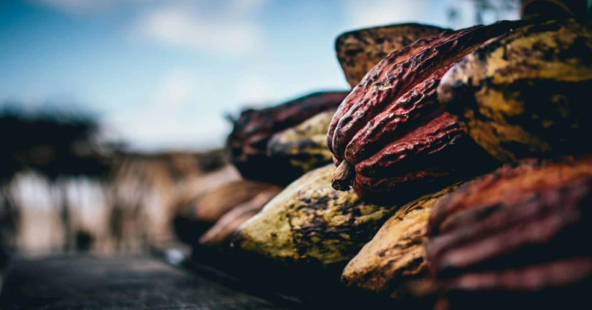 Preț istoric: boabele de cacao, mai scumpe decât cuprul 