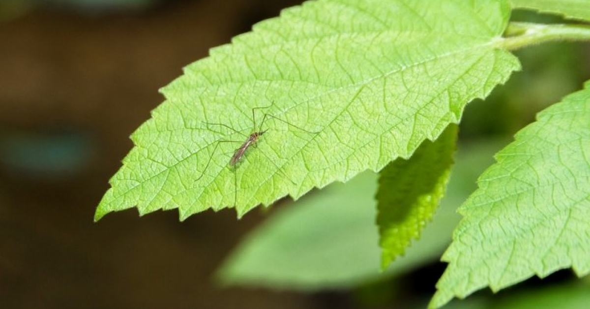 Metode eficiente de a tine insectele la distanta