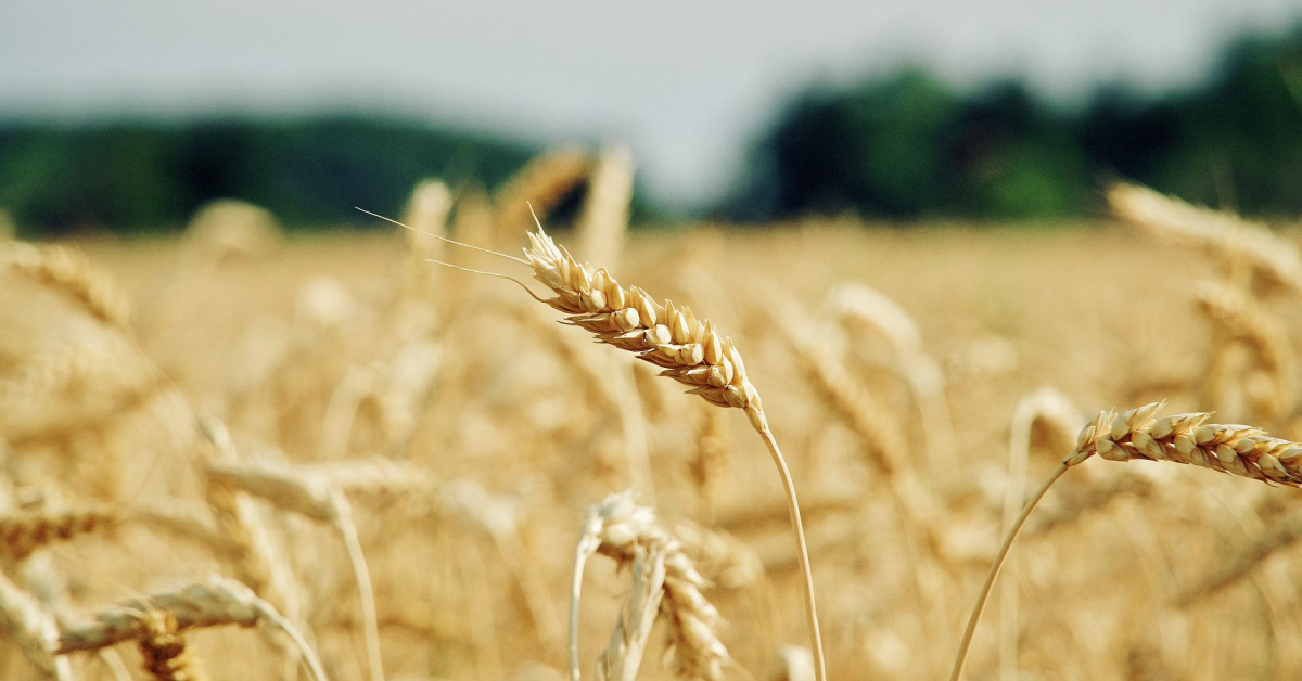 România va produce mai multe cereale decât va consuma anul acesta și poate duce și la export