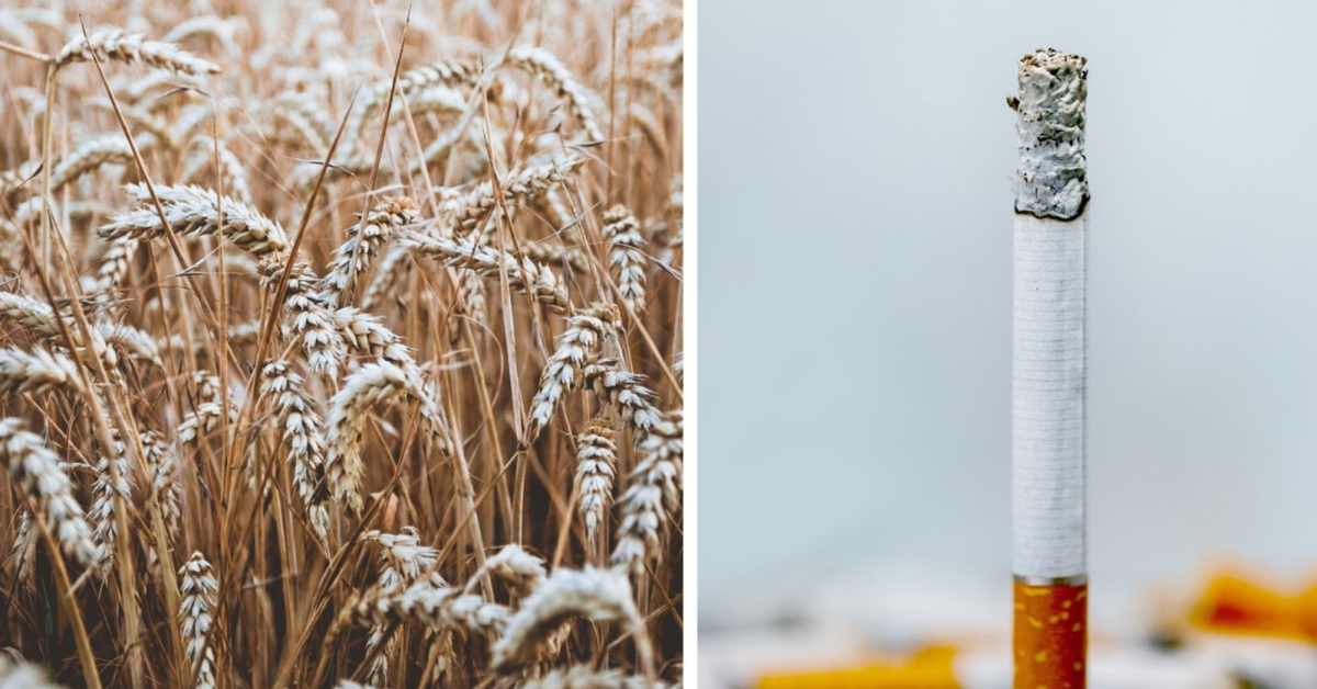 Top 5 exporturi agroalimentare ale României în primele șase luni din 2021: cereale și produse din tutun în valoare de două miliarde de euro