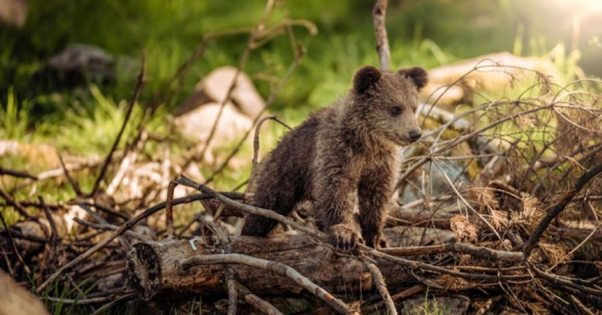 Ursus trage la urși: producătorul de bere va sprijini conservarea habitatului natural al urșilor din zona Munților Făgăraș