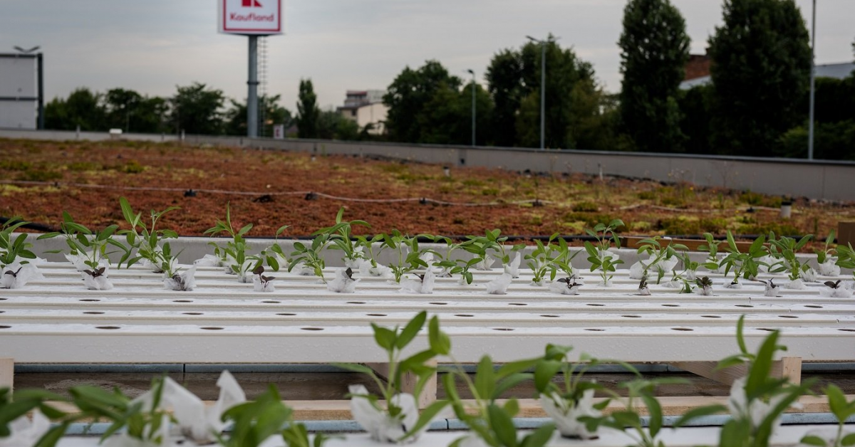 Kaufland lanseaza gradini urbane - un proiect pentru comunitate